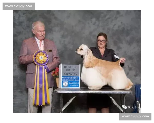 美卡犬赛场风采全纪录与训练技巧全面解析